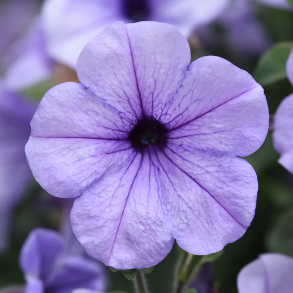 Petunia hybrida 'Main Stage Light Blue Vein'