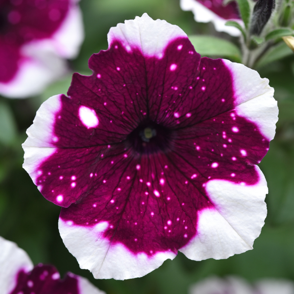 Petunia hybrida 'Main Stage Merlot Glacier Sky'