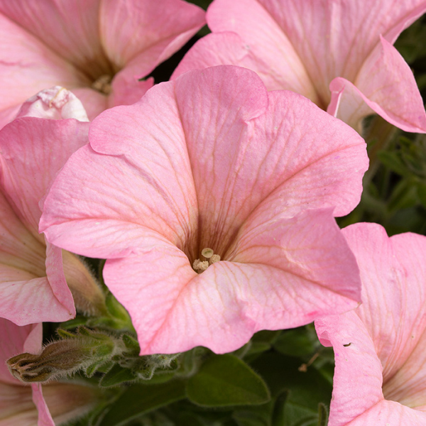 Petunia hybrida 'Surfinia Heavenly Cashmere Pink'