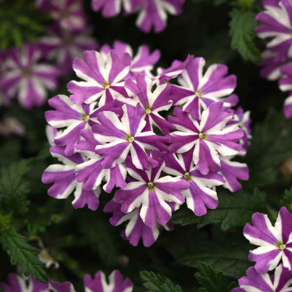 Verbena hybrida 'Beats Lavender Star'