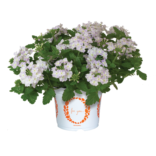 Verbena hybrida 'Empress Flair Delft Blue Star'