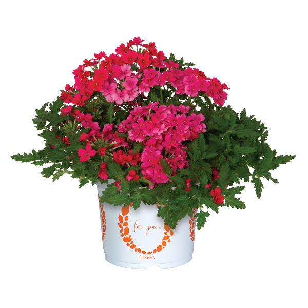 Verbena hybrida 'Empress Sun Kiss Pink Lemonade'