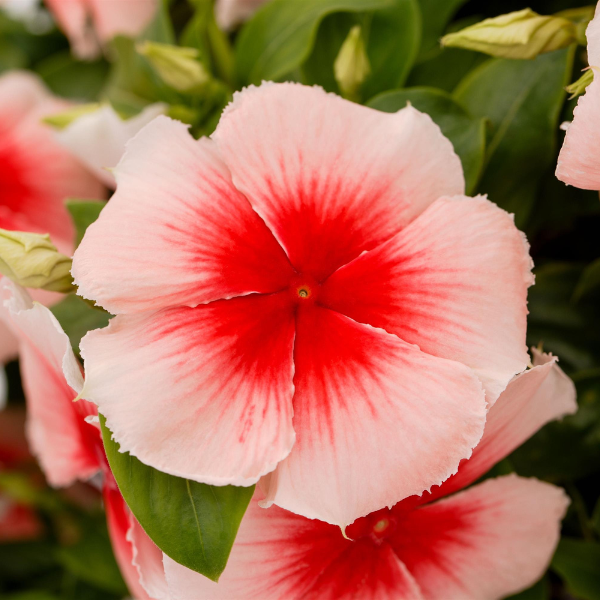 Vinca catharanthus roseus 'Nirvana XDR Apricot Splash'