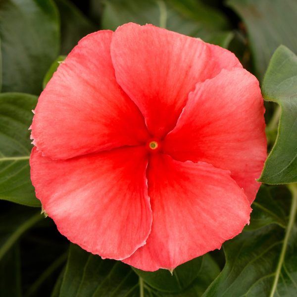 Vinca catharanthus roseus 'Nirvana XDR Coral'