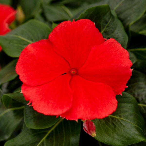 Vinca catharanthus roseus 'Nirvana XDR Watermelon'