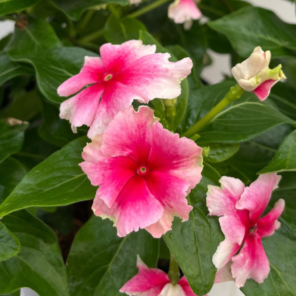 Vinca catharanthus roseus 'Soiree Flamenco Strawberry Picotee'