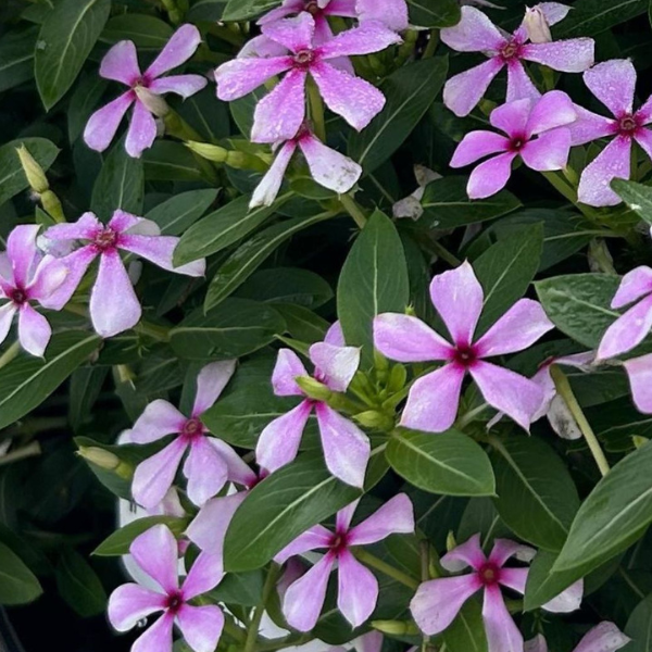 Vinca catharanthus roseus 'Soiree Kawaii Lilac Dream'