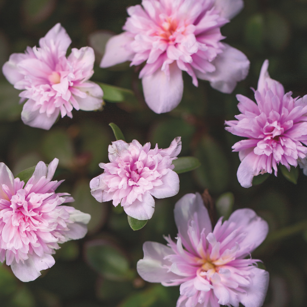 Portulaca oleracea 'SeaGlass Double Pink'