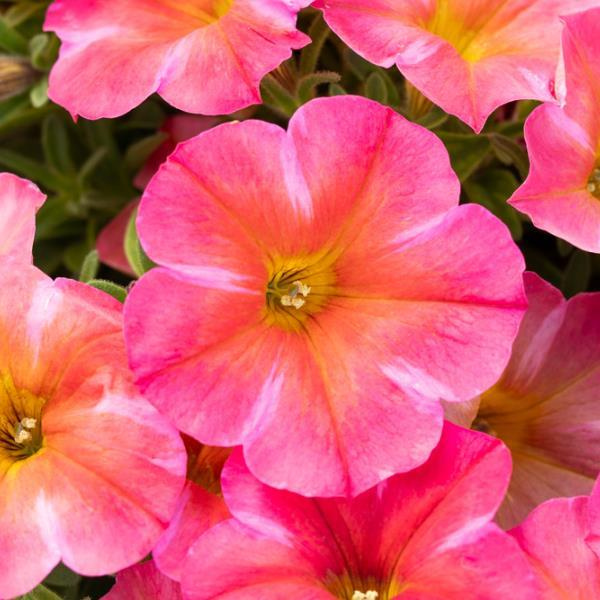 Petchoa hybrida 'SuperCal Premium Coral Star'