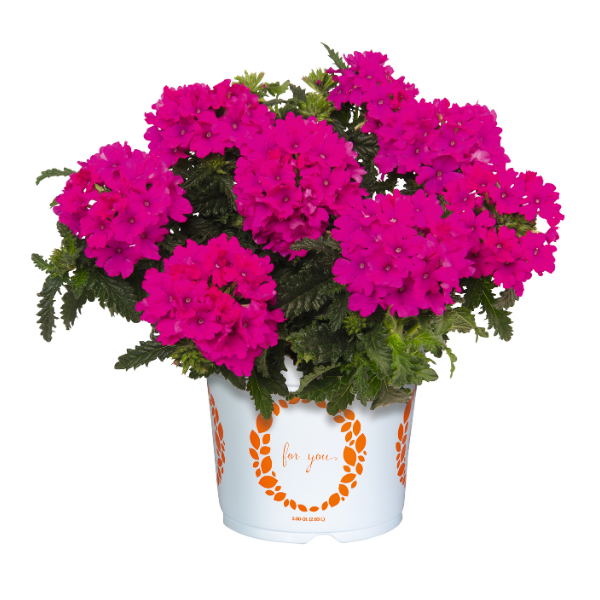 Verbena hybrida 'Empress Sun Kiss Magenta'