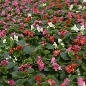 Begonia semperflorens cultorum 'Prelude Plus Mix'