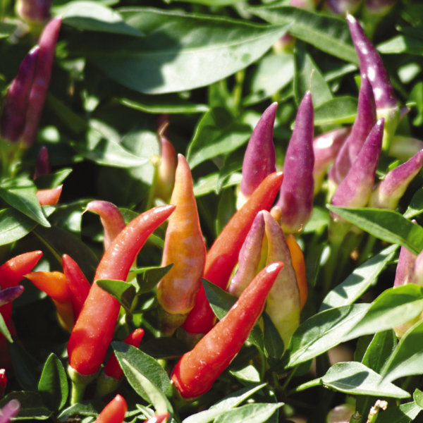 Ornamental Pepper capsicum annuum 'Sangria'