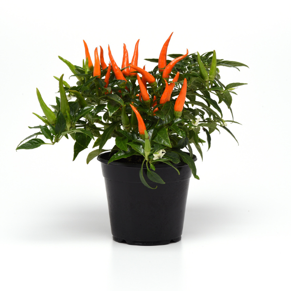 Ornamental Pepper capsicum annuum 'Santos Orange'