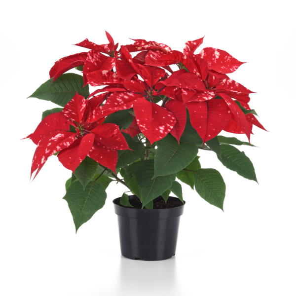 Poinsettia euphorbia pulcherrima 'Sky Fantasy'