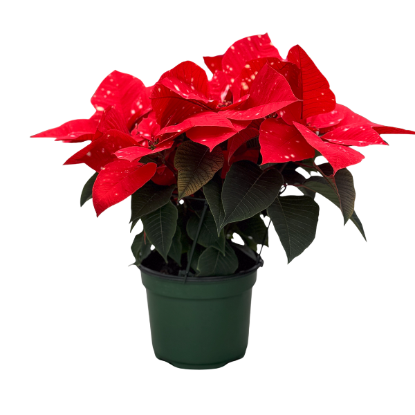 Poinsettia euphorbia pulcherrima 'Sky Orange'