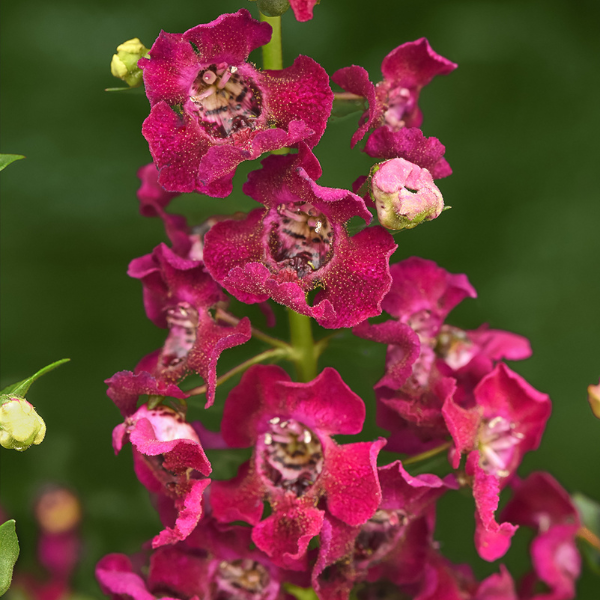 Angelonia angustifolia 'Archangel Fuchsia' Angelonia angustifolia 'Archangel Fuchsia'