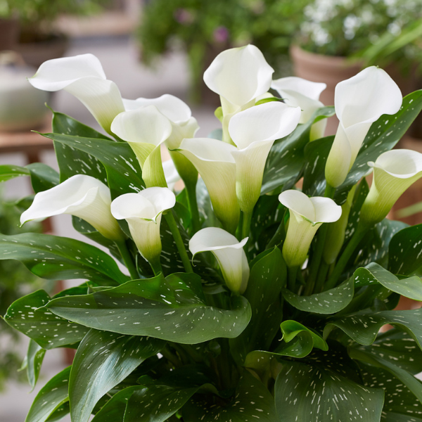 Calla Lilies zantedeschia rehmannii hybrida 'Captain Nevado' Calla Lilies zantedeschia rehmannii hybrida 'Captain Nevado'