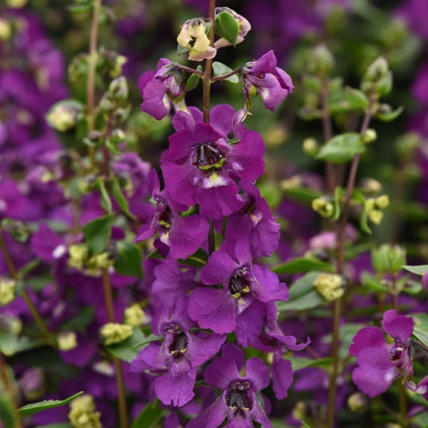 Angelonia angustifolia 'Serena Purple'