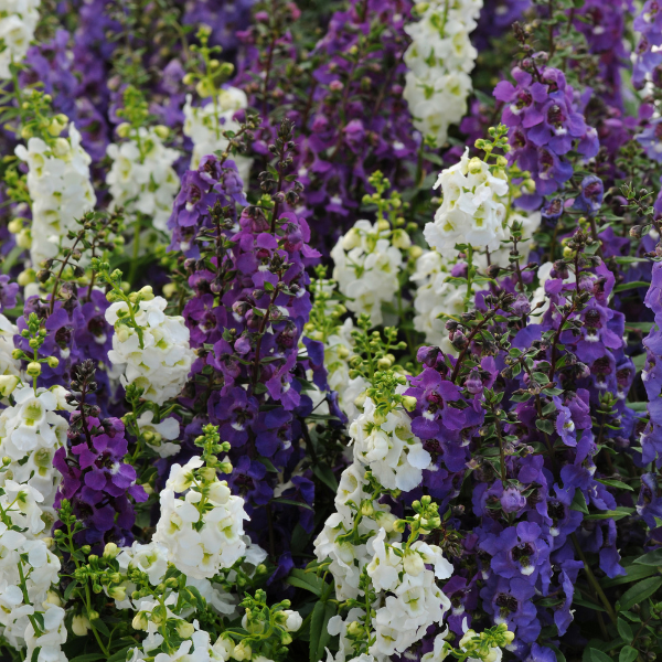 Angelonia angustifolia 'Serena Waterfall Mix'