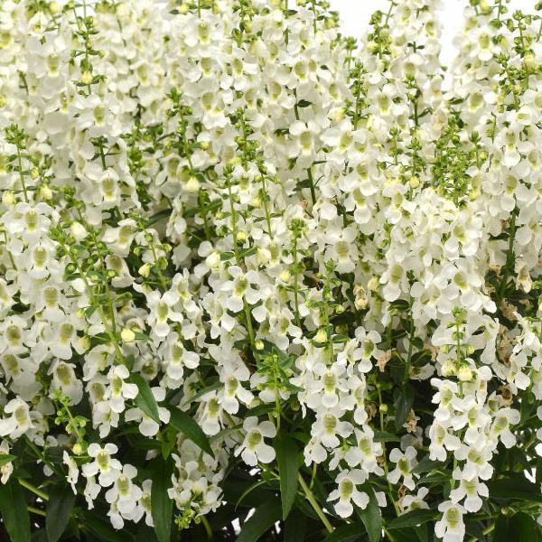 Angelonia angustifolia 'Serena White'