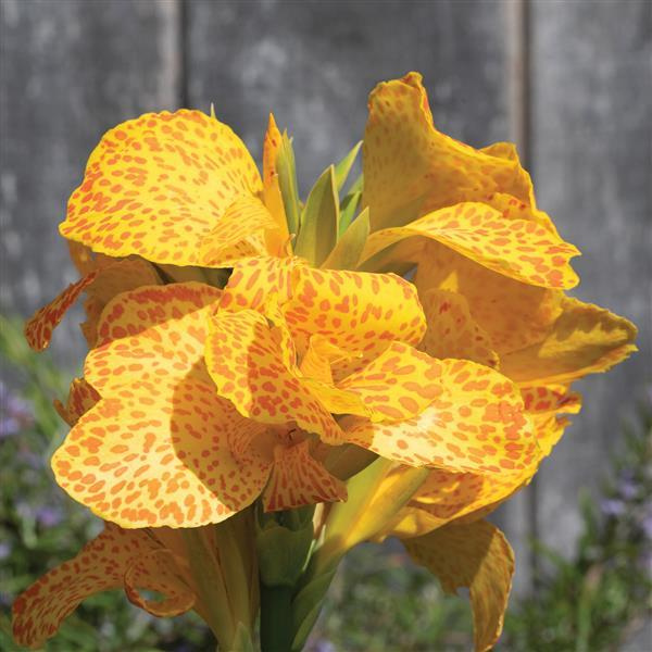 Canna generalis 'Cannova Gold Leopard' Canna generalis 'Cannova Gold Leopard'