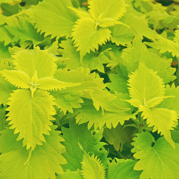 Coleus scutellarioides 'Volcanica Wasabi'
