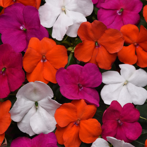 Impatiens walleriana 'Beacon Lindau Mix'