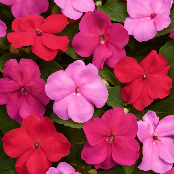 Impatiens walleriana 'Beacon Otway Mix'