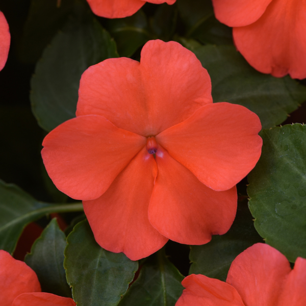 Impatiens walleriana 'Beacon Salmon'
