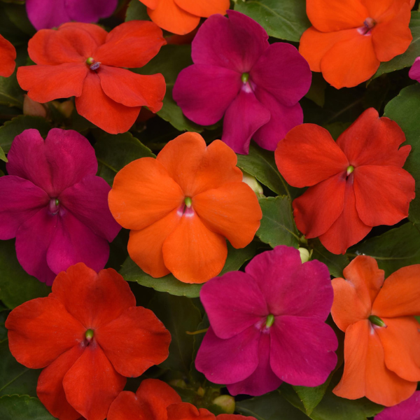 Impatiens walleriana 'Beacon Sanibel Mix'