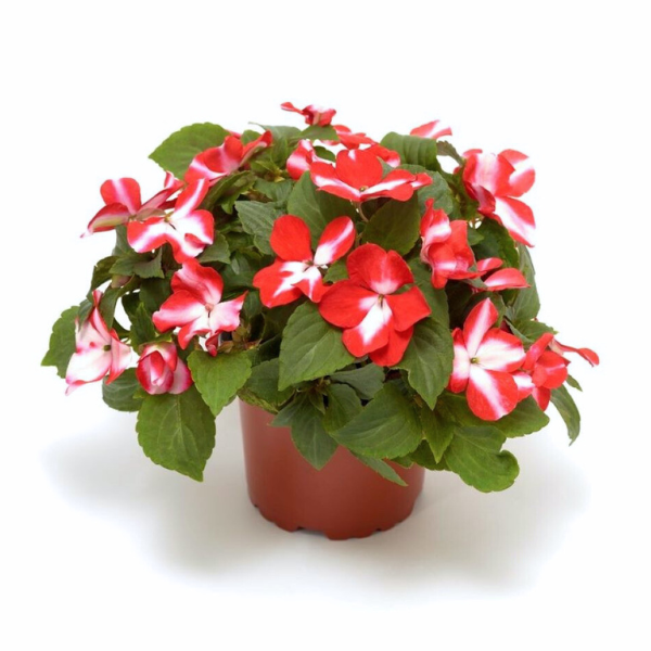 Impatiens walleriana 'Imara XDR Orange Star'