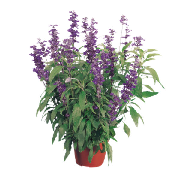 Salvia farinacea 'Evolution Violet'