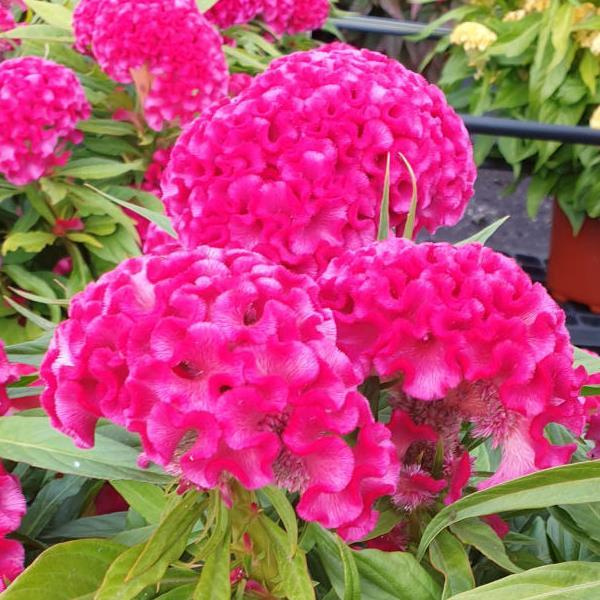 Celosia cristata 'Twisted Bright Pink'