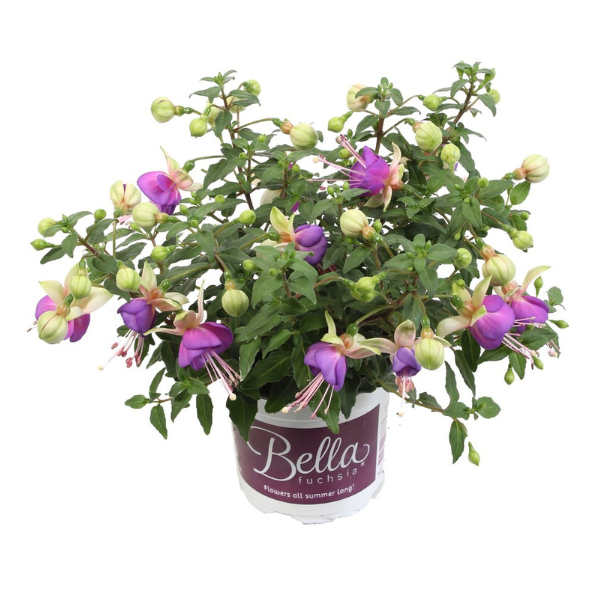 Fuchsia hybrid 'Bella Diana'