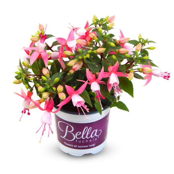 Fuchsia hybrid 'Bella Lisa Upright'