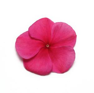 Vinca catharanthus roseus 'Pacifica Burgundy XP'