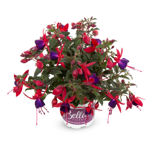 Fuchsia hybrid 'Bella Sacha Upright'