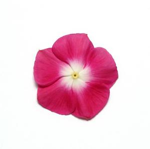 madagascar periwinkle