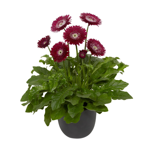 Gerbera Patio jamesonii 'Garvinea Majestic Burgundy'