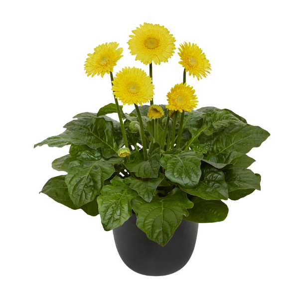 Gerbera Patio jamesonii 'Garvinea Majestic Yellow'