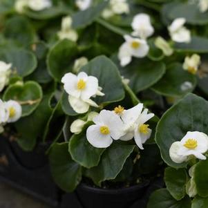 Begonia semperflorens cultorum 'Prelude Plus White'