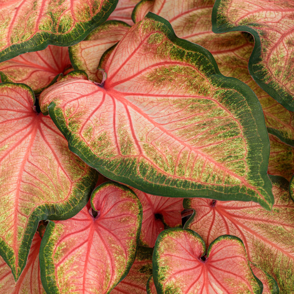Caladium hortulanum 'Heart to Heart Chinook'