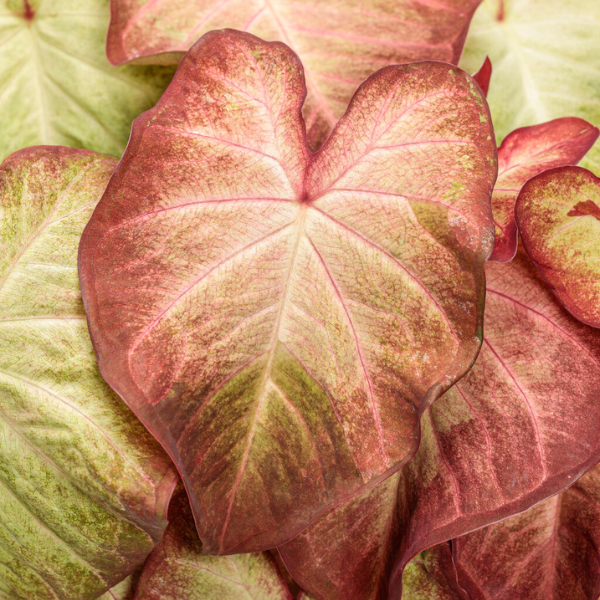 Caladium hortulanum 'Heart to Heart Creme Brulee'