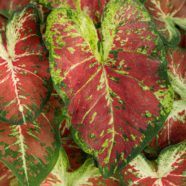 Caladium hortulanum 'Heart to Heart Dawn to Dusk'