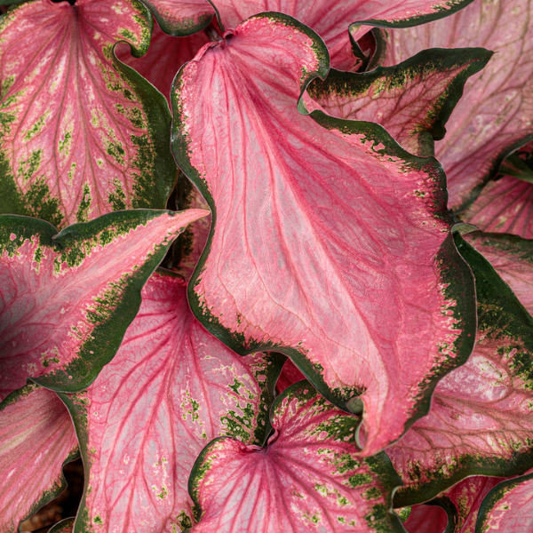 Caladium hortulanum 'Heart to Heart Va Va Violet'