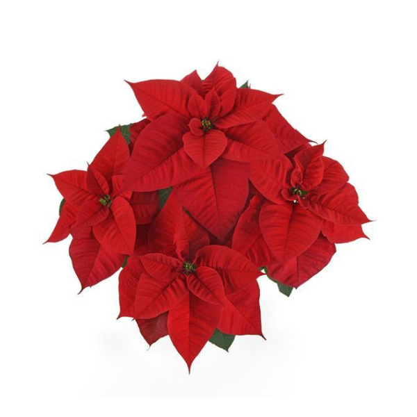 Christmas Flower