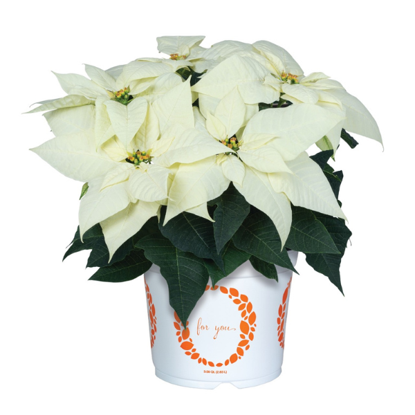 Christmas Flower