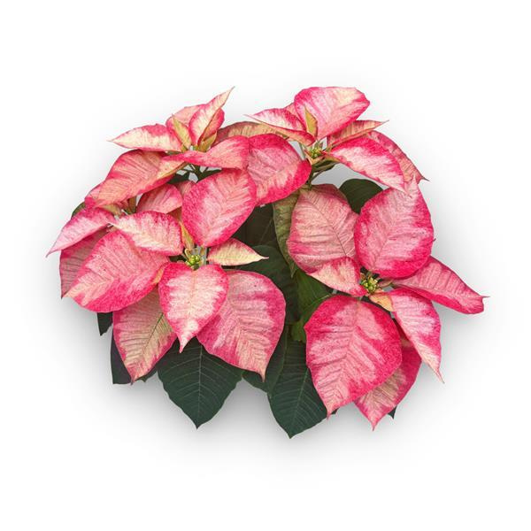 Christmas Flower