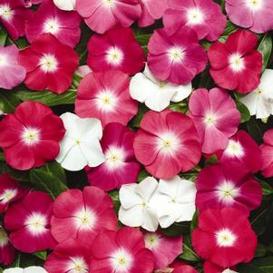 Vinca catharanthus roseus 'Pacifica Halo Mix Xp'