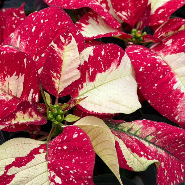 Poinsettia euphorbia pulcherrima 'Superba Galaxy'